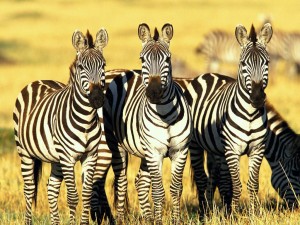 Zebra